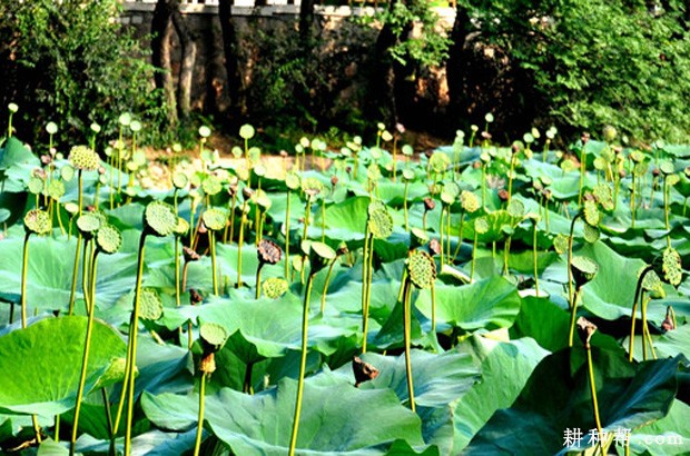 种植莲藕的行距、株距多少合适？