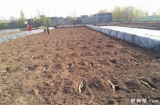 种植莲藕的行距、株距多少合适？