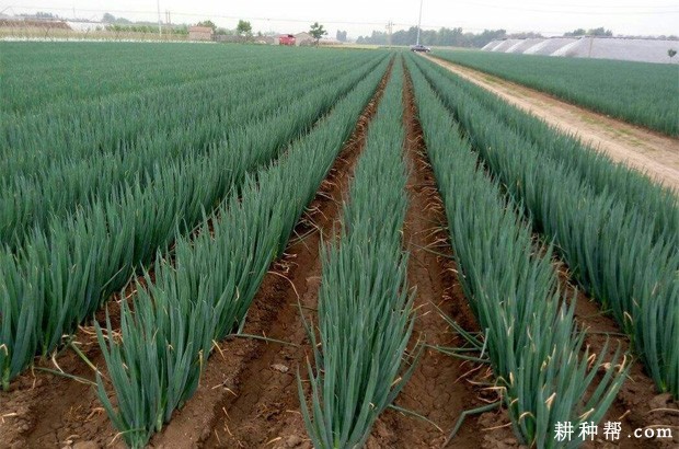 天光一本大葱品种好不好? 天光一本大葱品种好不好?