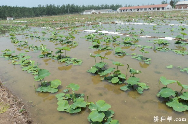 种植莲藕的行距、株距多少合适？