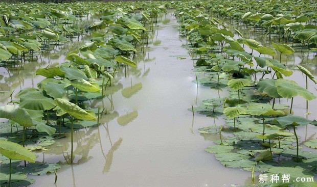 种植莲藕需要多深的水？