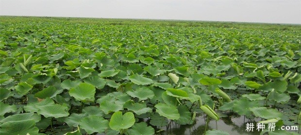 种植莲藕需要多深的水？