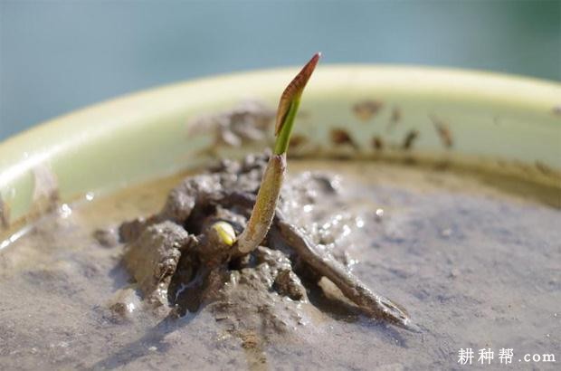 莲藕萌芽期有什么特点？