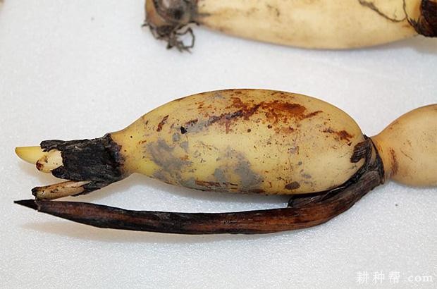 莲藕萌芽期有什么特点？