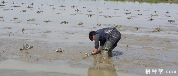 莲藕萌芽期有什么特点？