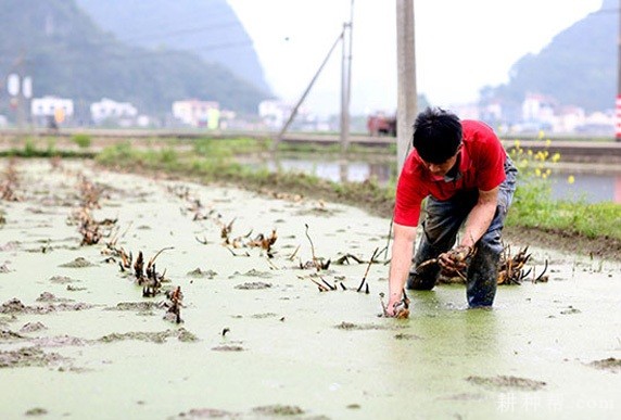 莲藕一般什么时候种植？