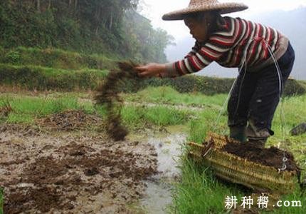 种植莲藕用什么底肥好？