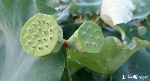 莲藕生长发育过程是怎么样? 莲藕生长发育过程是怎么样?