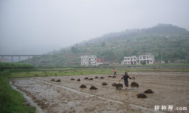 种植莲藕用什么底肥好？