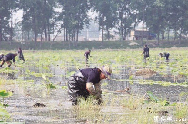 种植莲藕为什么要转藕头？