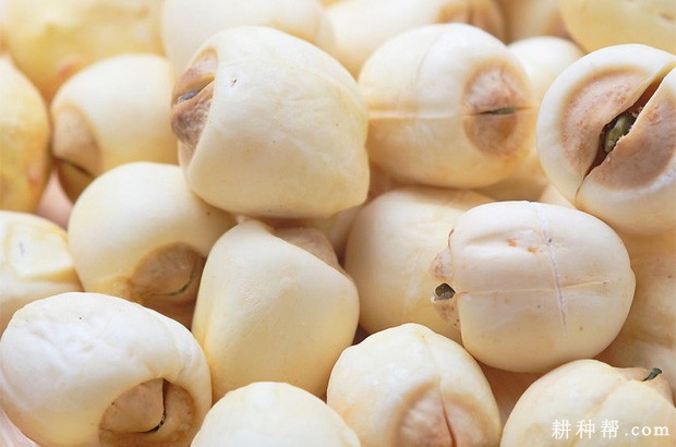 莲藕的果实和种子有什么特点？