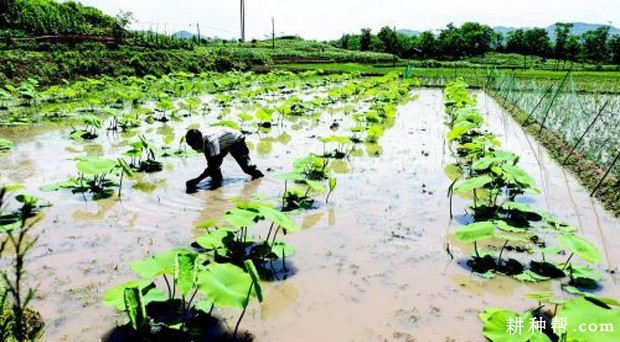 种植莲藕为什么要转藕头？