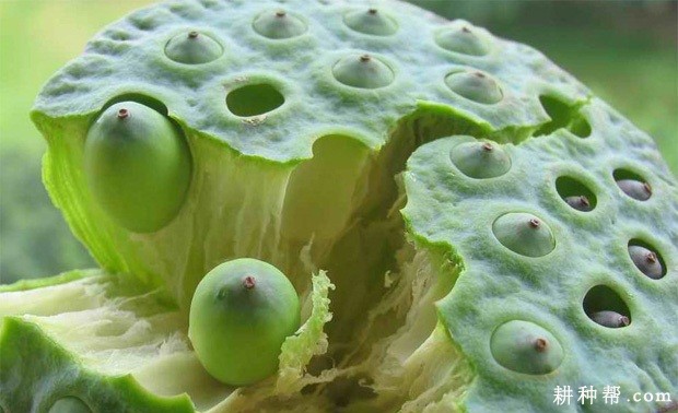 莲藕的果实和种子有什么特点？