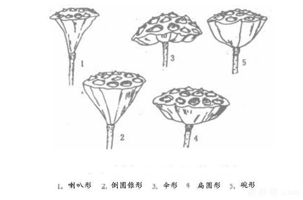 莲藕的果实和种子有什么特点？