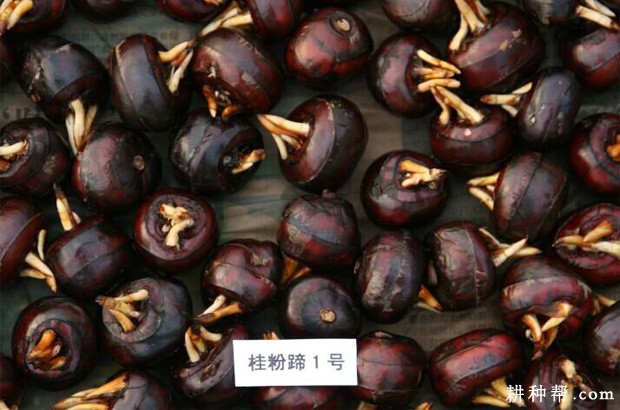 桂粉蹄1号马蹄品种好不好？