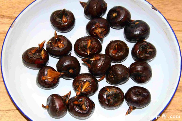 桂粉蹄1号马蹄品种好不好？