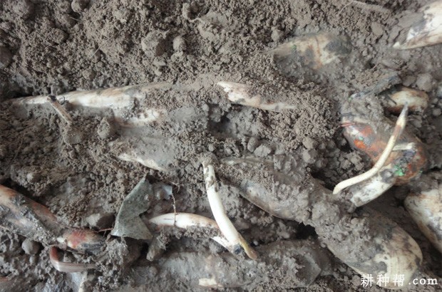 藕种怎么样催芽? 藕种怎么样催芽?