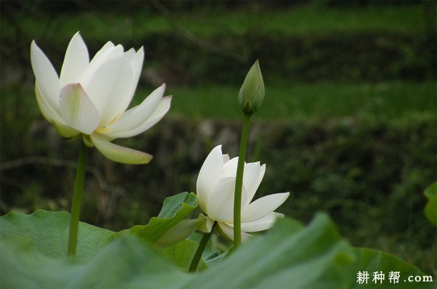 莲藕的花有什么特点？