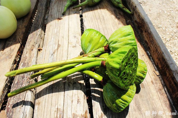 莲子怎么样采摘? 莲子怎么样采摘?