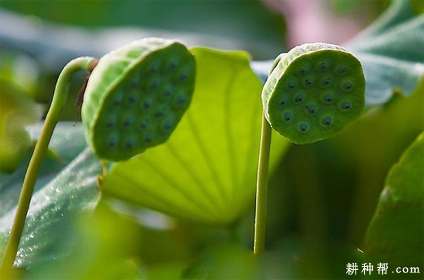 莲子怎么样采摘? 莲子怎么样采摘?