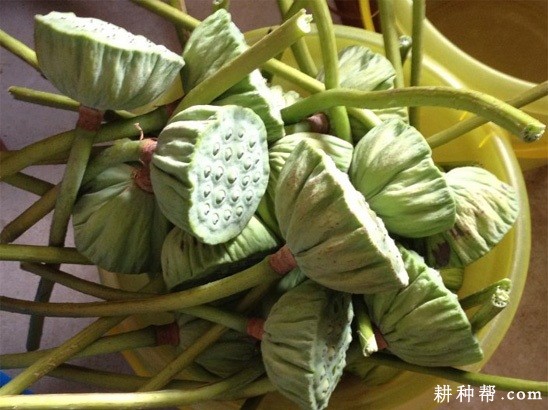 莲子怎么样采摘? 莲子怎么样采摘?