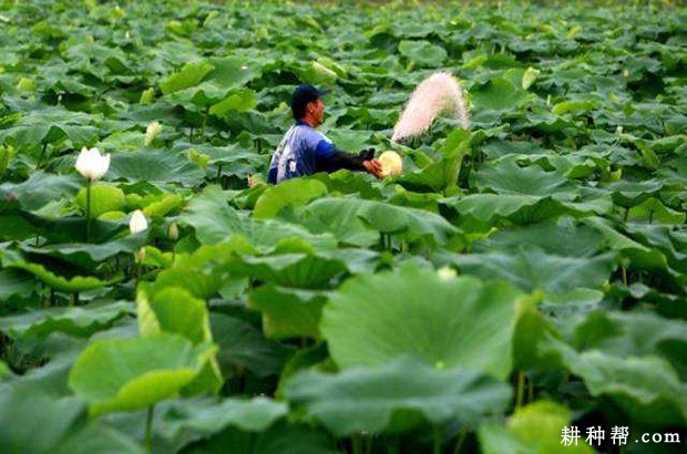 种植莲藕如何追肥? 种植莲藕如何追肥?