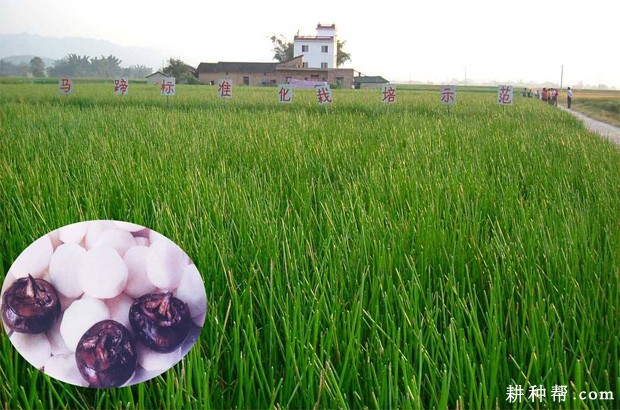 鄂荸荠2号马蹄品种好不好? 鄂荸荠2号马蹄品种好不好?