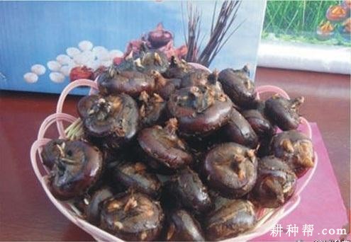 鄂荸荠2号马蹄品种好不好? 鄂荸荠2号马蹄品种好不好?