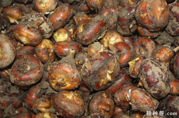 鄂荸荠2号马蹄品种好不好? 鄂荸荠2号马蹄品种好不好?