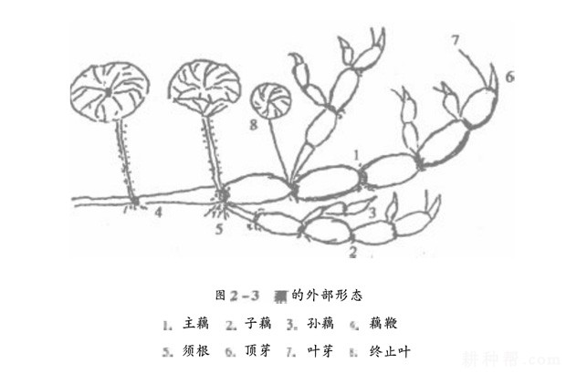 莲藕如何采收? 莲藕如何采收?