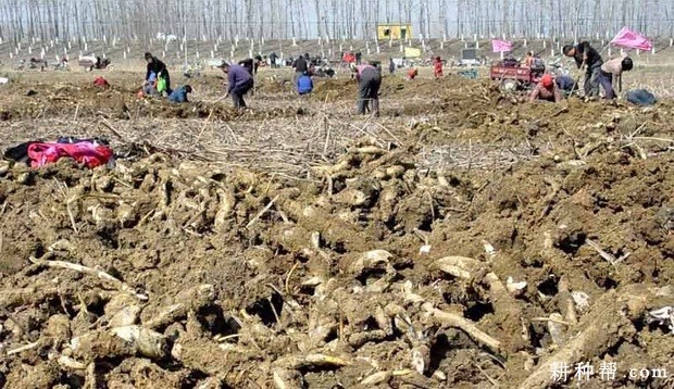 莲藕如何采收? 莲藕如何采收?