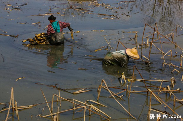 莲藕如何采收? 莲藕如何采收?