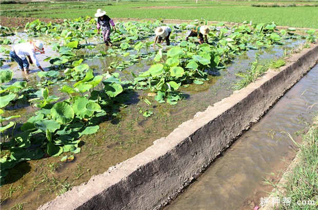 莲藕田能用哪些除草剂? 莲藕田能用哪些除草剂?
