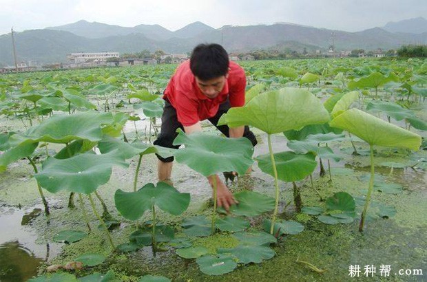 莲藕田能用哪些除草剂? 莲藕田能用哪些除草剂?