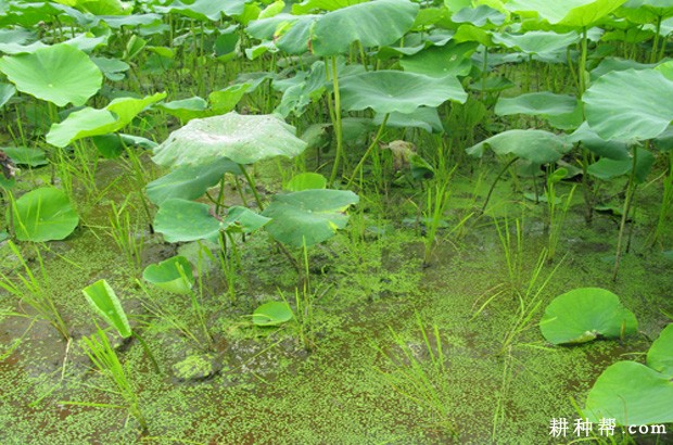 莲藕田能用哪些除草剂? 莲藕田能用哪些除草剂?