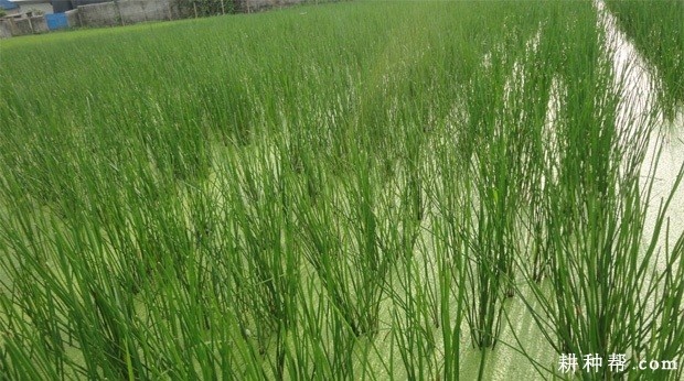 桂蹄4号马蹄品种好不好？