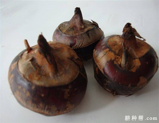 桂蹄4号马蹄品种好不好？