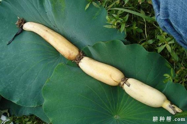 莲藕什么时候收获? 莲藕什么时候收获?