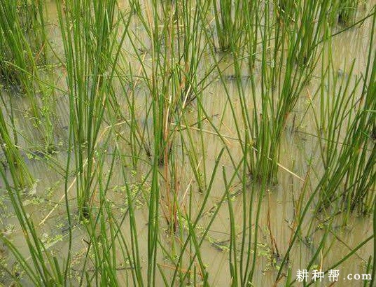 马蹄生长发育过程是怎么样? 马蹄生长发育过程是怎么样?