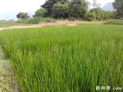桂蹄3号马蹄品种好不好？