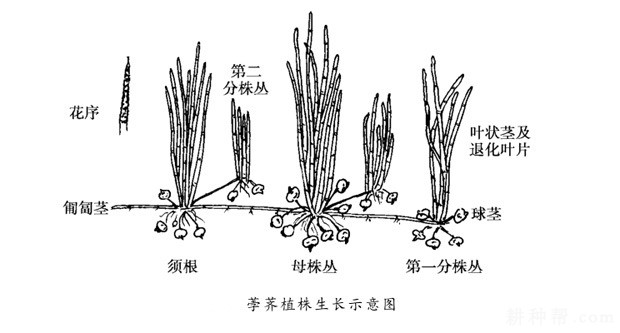马蹄植株有什么特点？