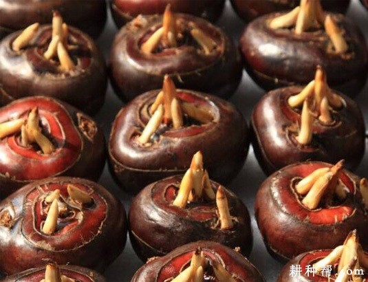 桂蹄2号马蹄品种好不好？