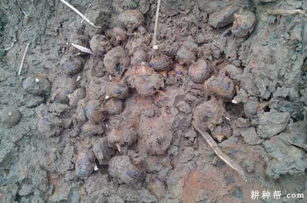 桂蹄2号马蹄品种好不好？