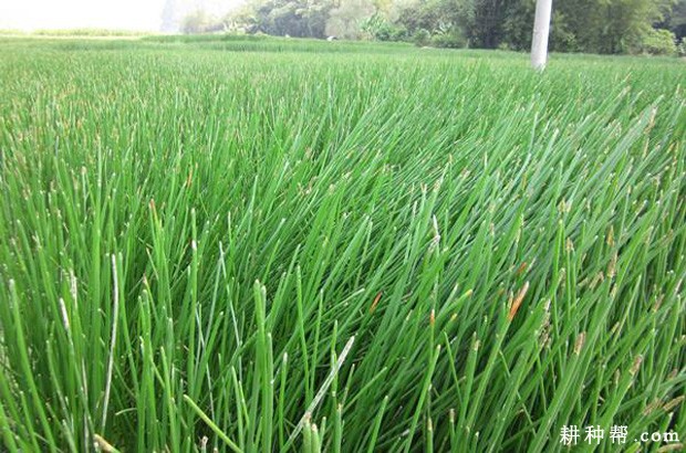 马蹄主要产地是哪里？