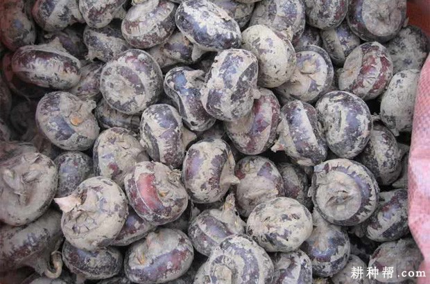 马蹄不能和什么东西一起吃? 马蹄不能和什么东西一起吃?