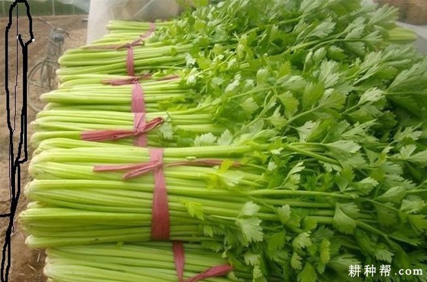 马蹄不能和什么东西一起吃? 马蹄不能和什么东西一起吃?