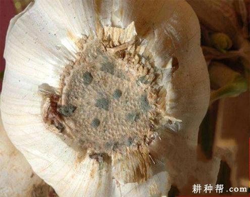 大蒜青霉病如何防治？