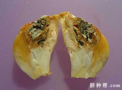 大蒜青霉病如何防治？