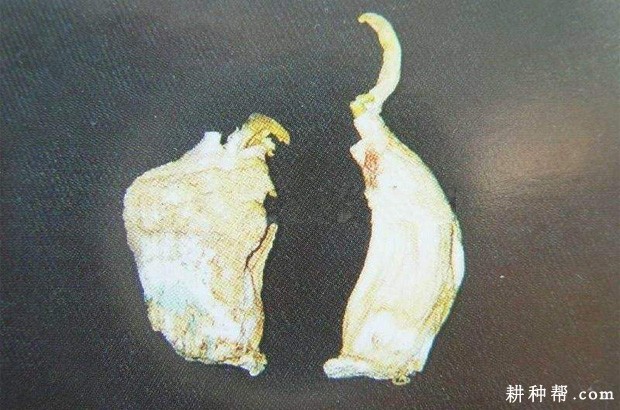 大蒜青霉病如何防治？