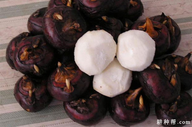 吃马蹄有什么好处？